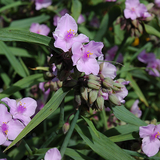 Превью изображения