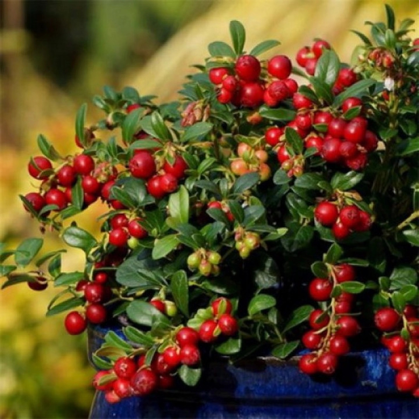 Превью изображения