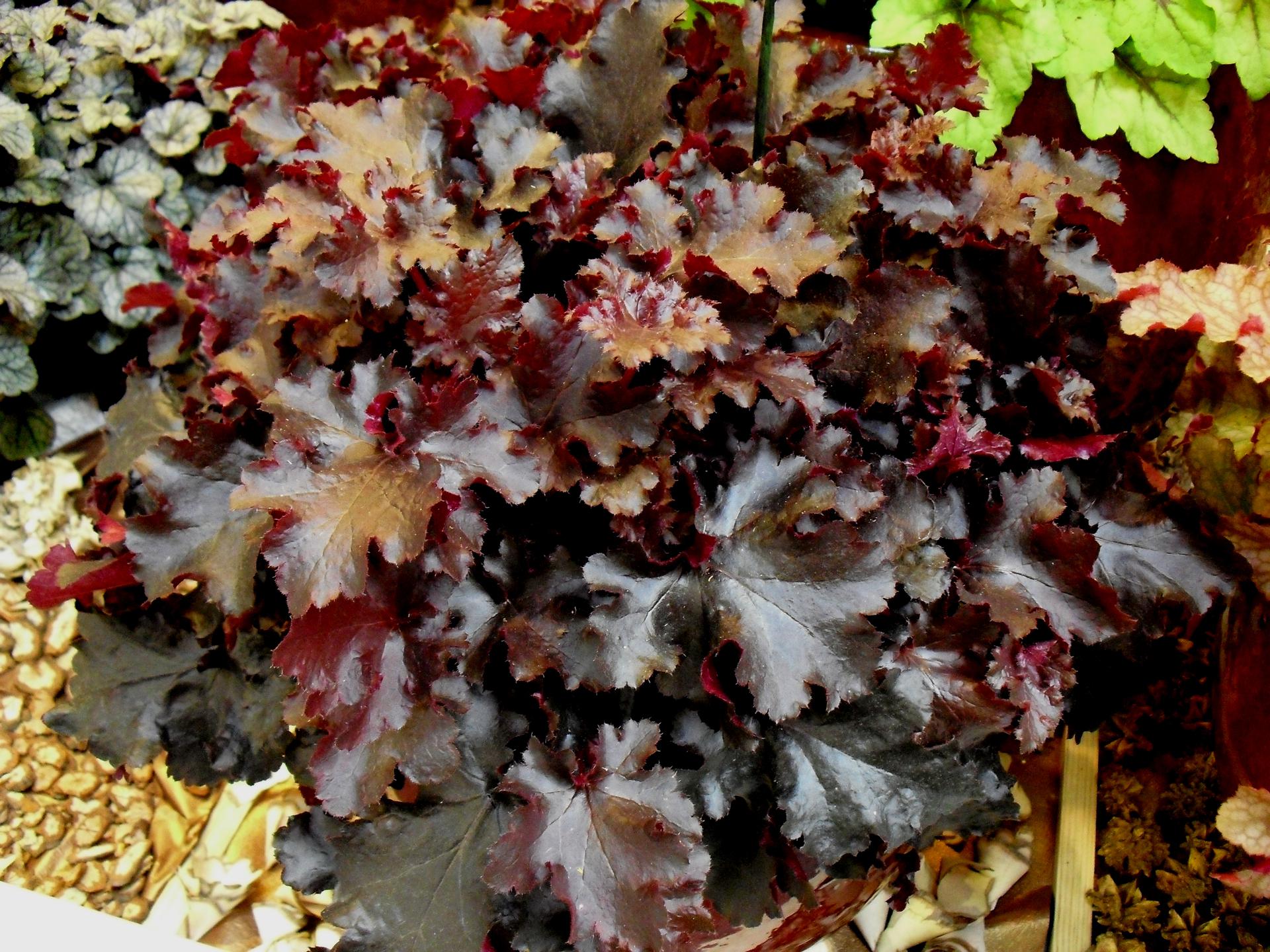 Превью изображения