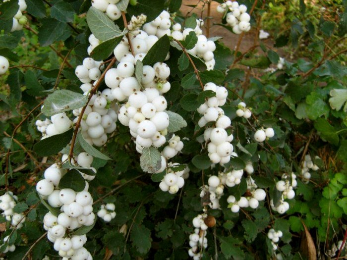 Превью изображения