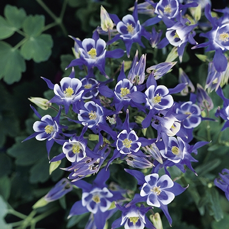 Превью изображения