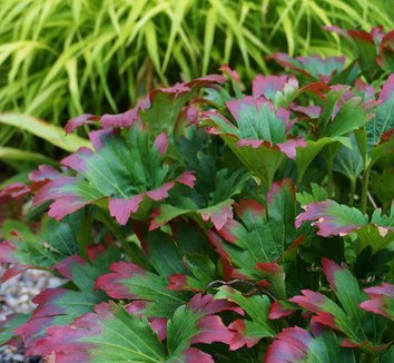 Превью изображения