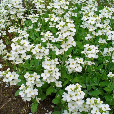 Превью изображения