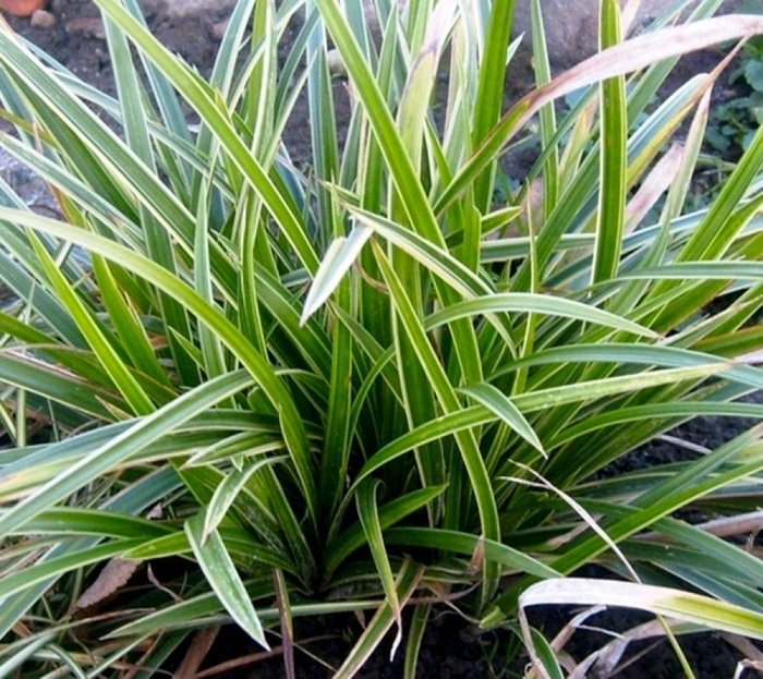 Превью изображения