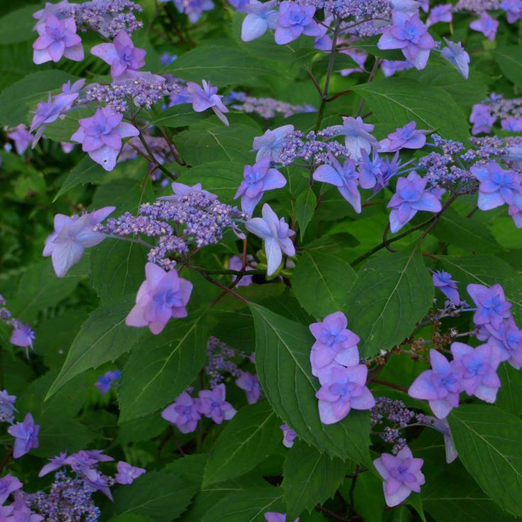 Превью изображения