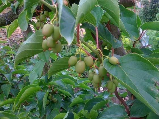 Превью изображения