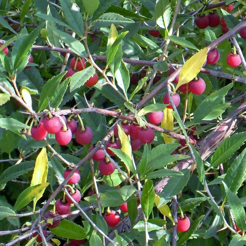 Превью изображения