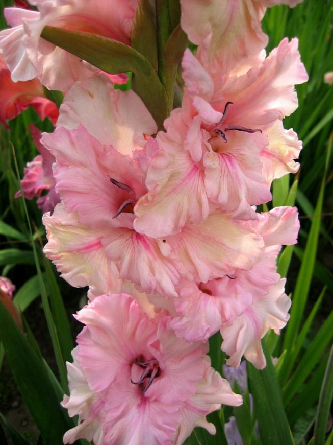 Превью изображения