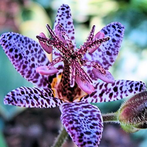 Превью изображения