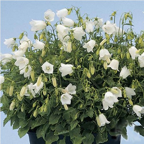 Превью изображения