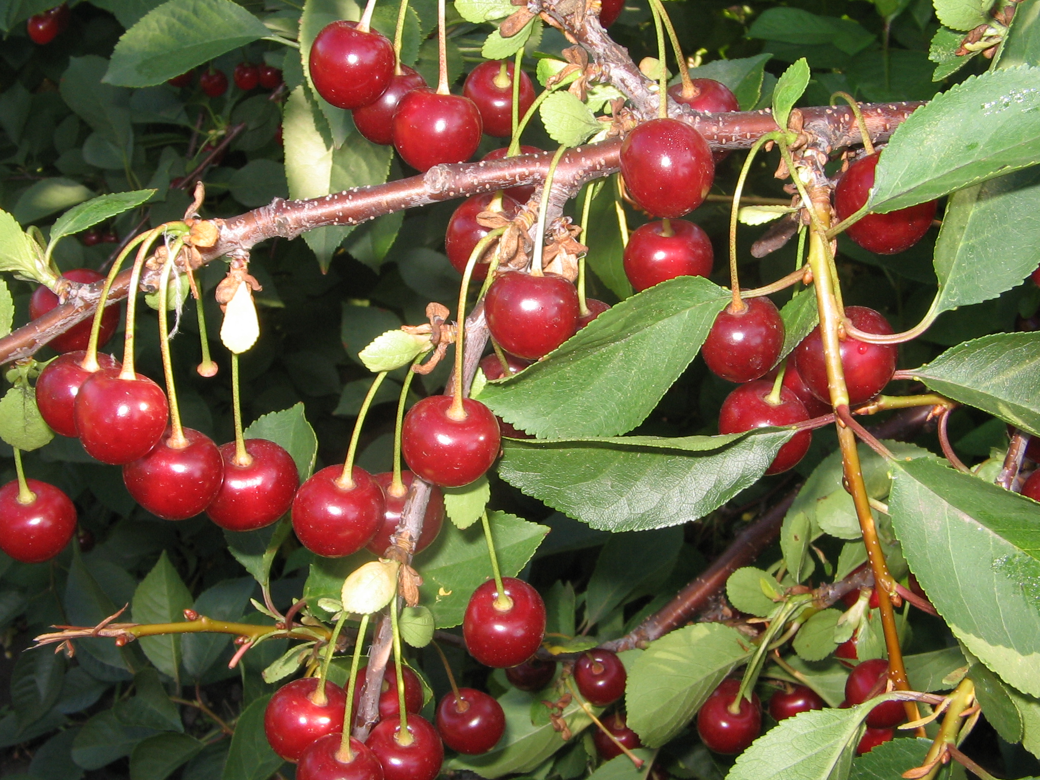 Превью изображения