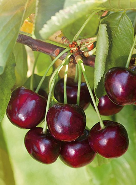 Превью изображения