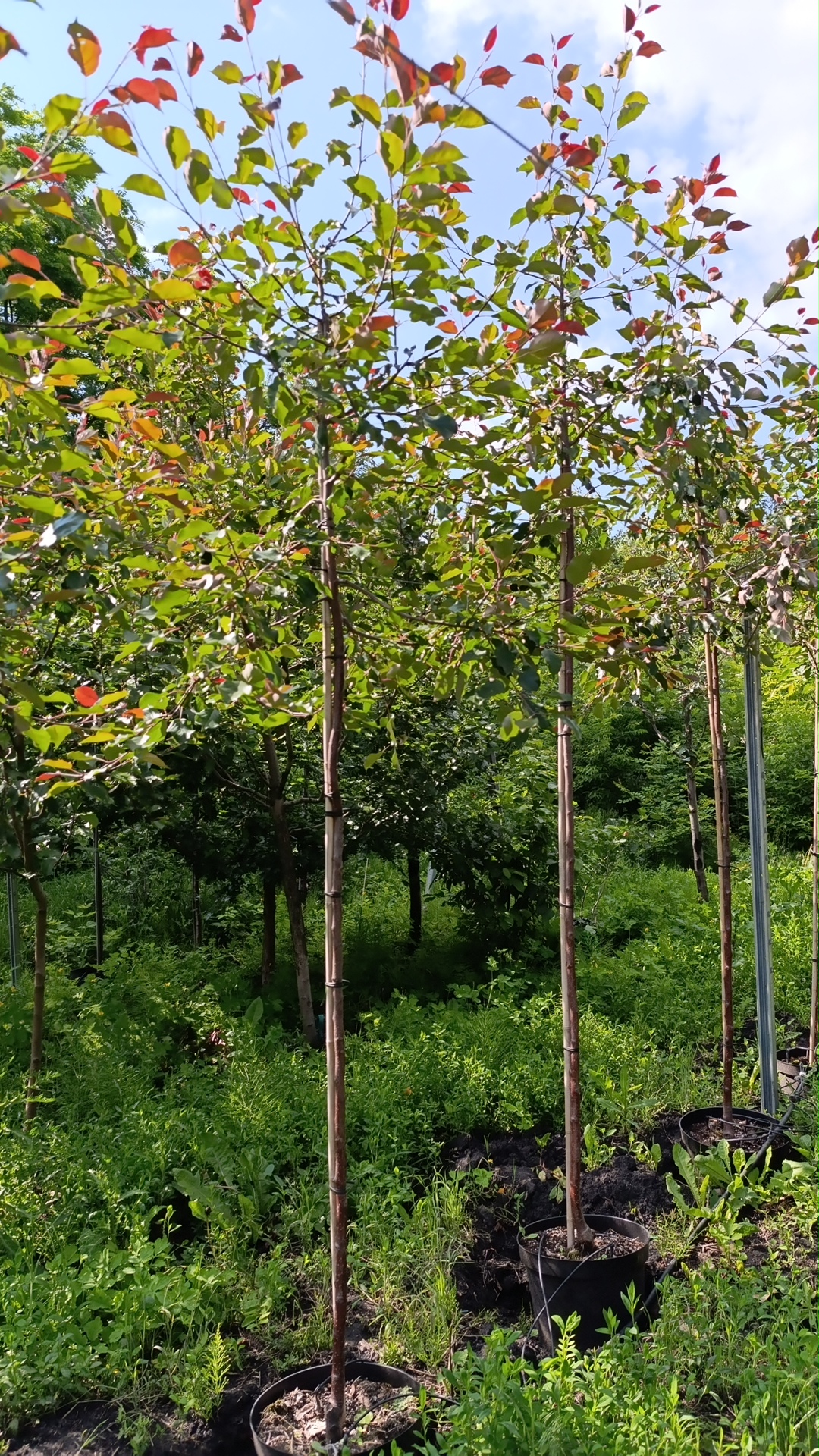 Превью изображения