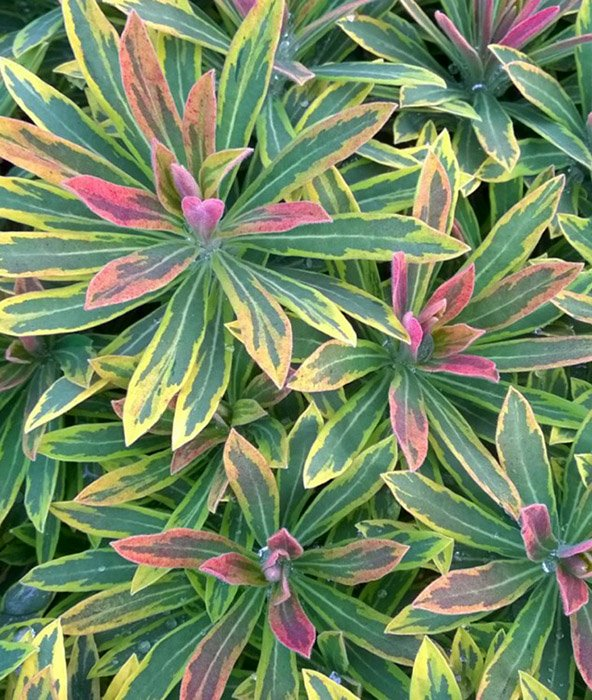 Превью изображения