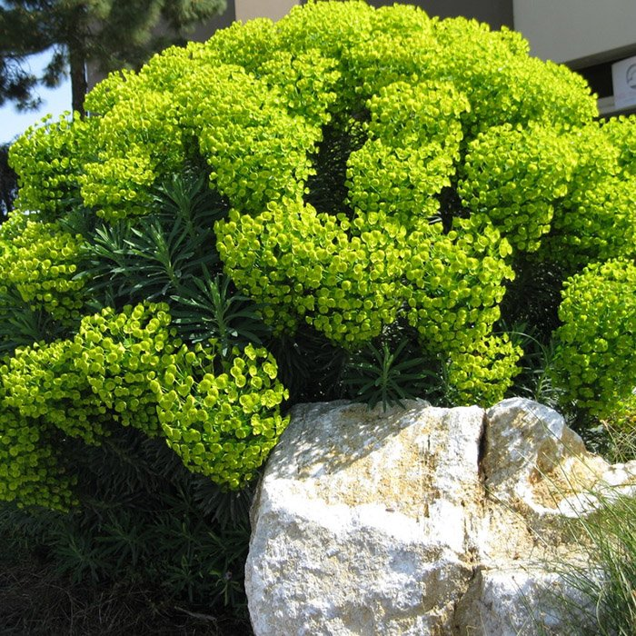 Превью изображения