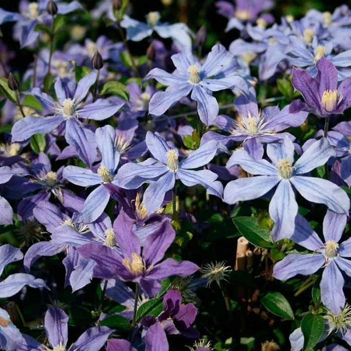 Превью изображения