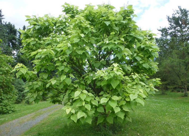 Превью изображения