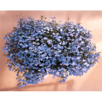 Превью изображения