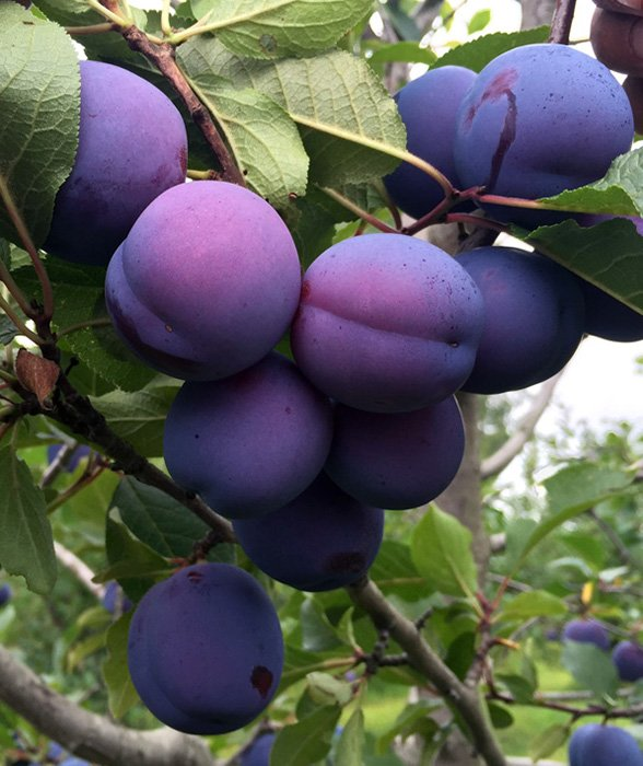 Превью изображения