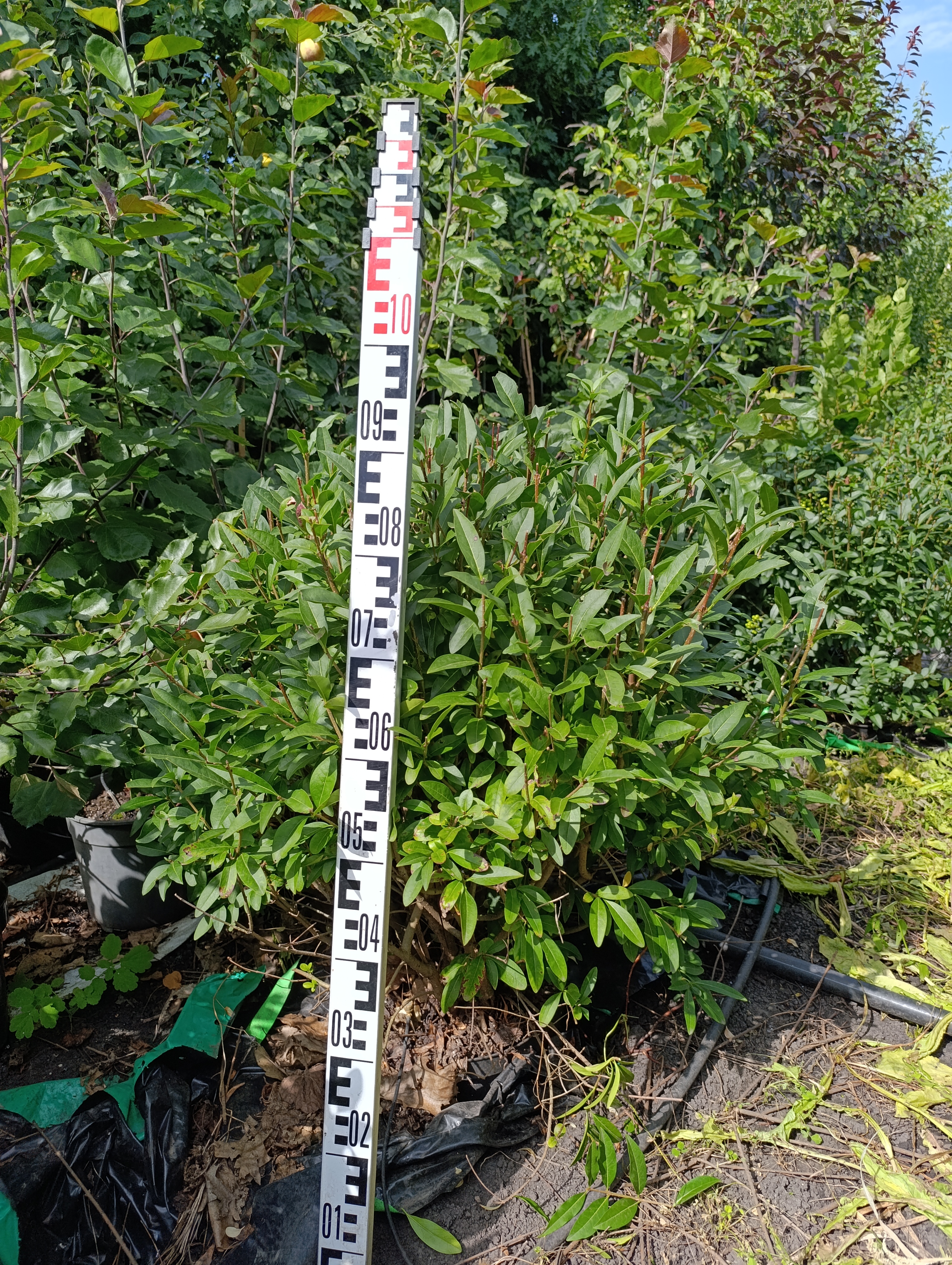 Превью изображения