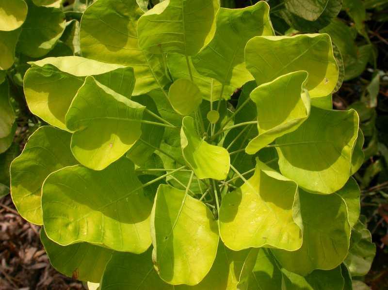 Превью изображения