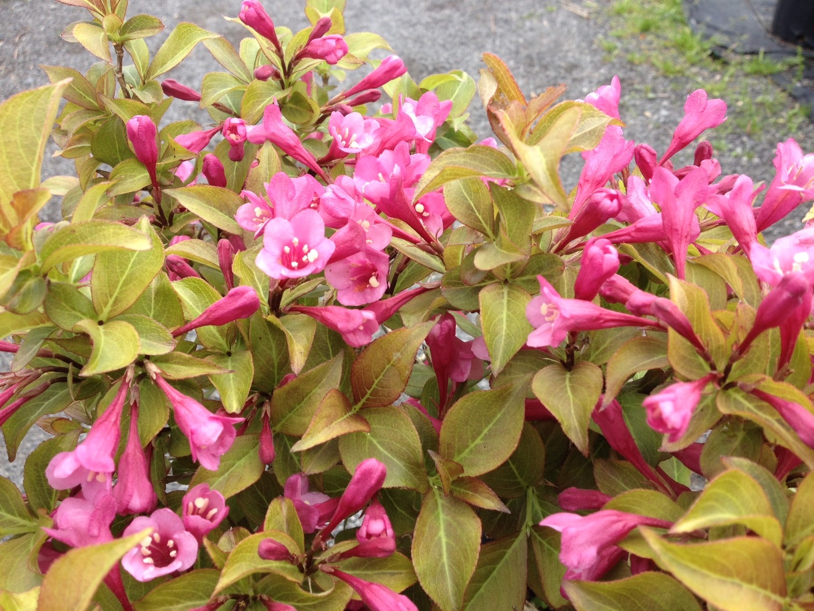 Превью изображения