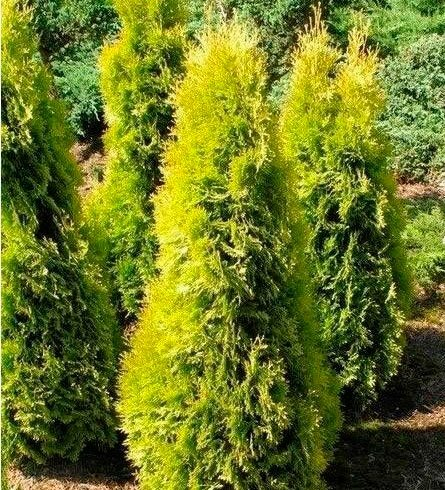 Превью изображения