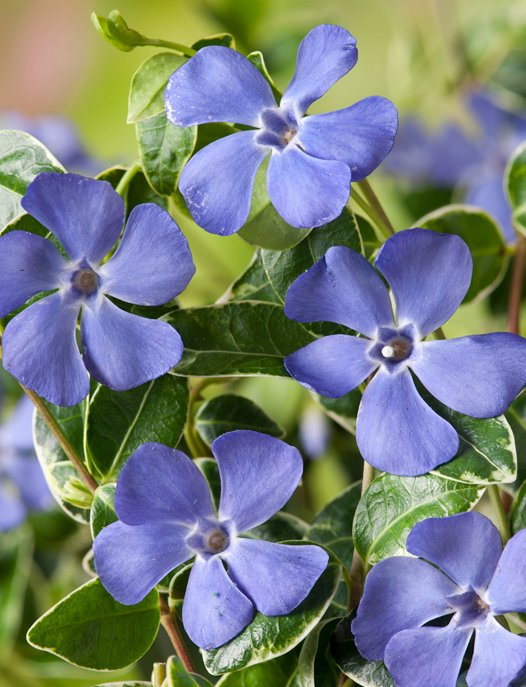 Превью изображения