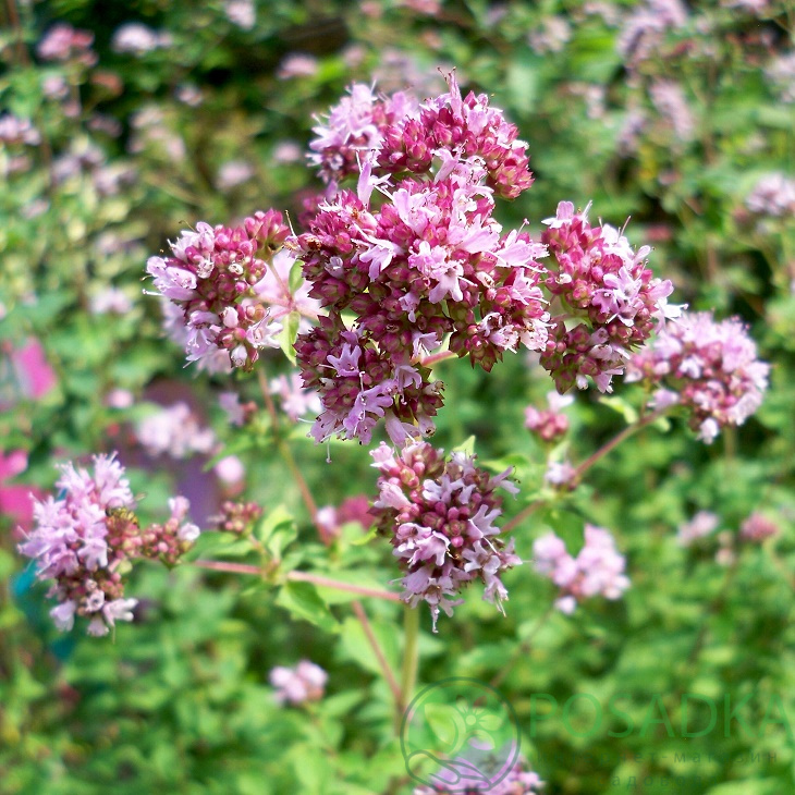 Превью изображения