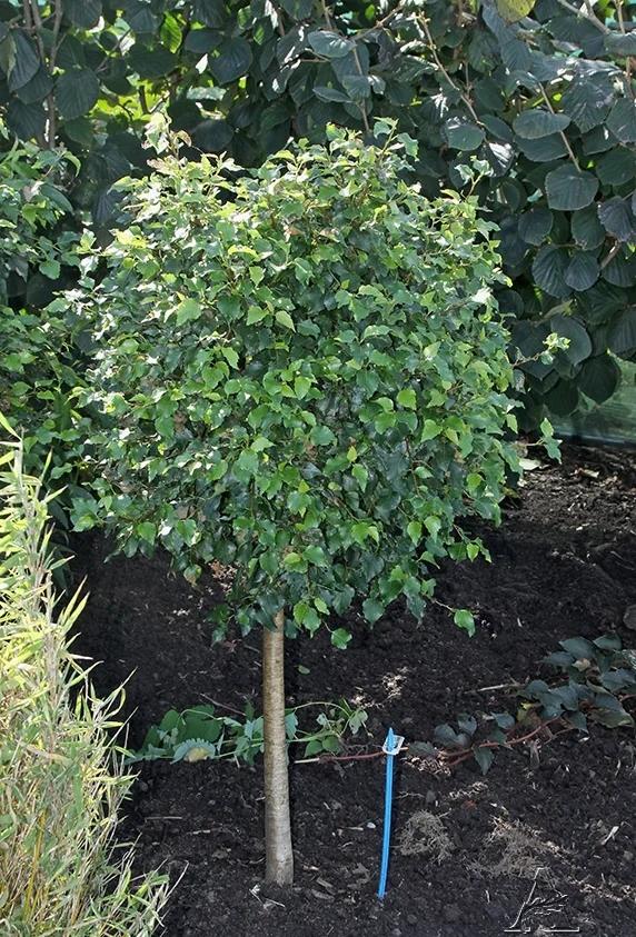 Превью изображения