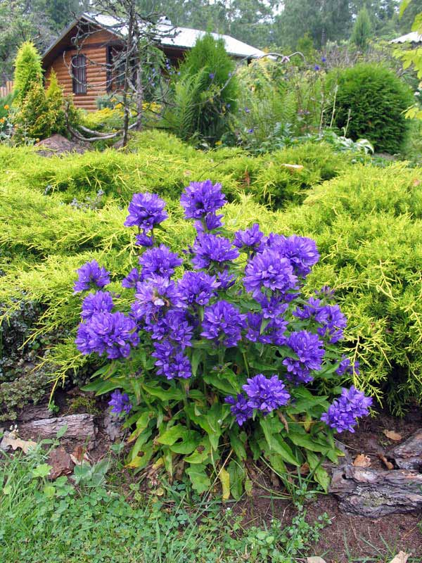 Превью изображения