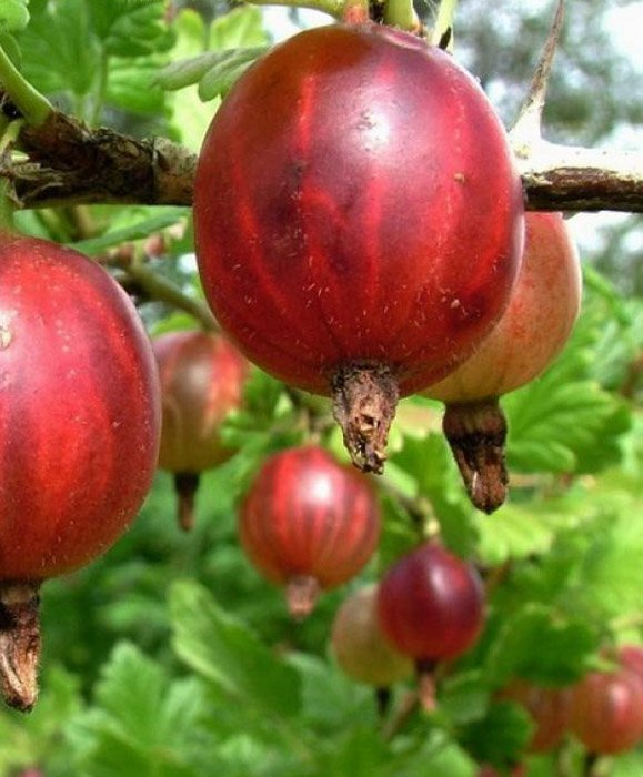 Превью изображения