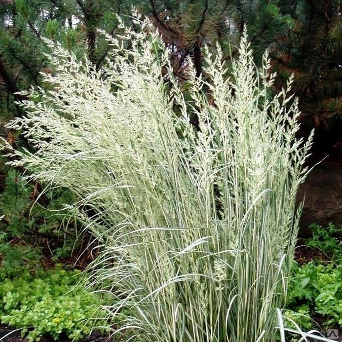 Превью изображения