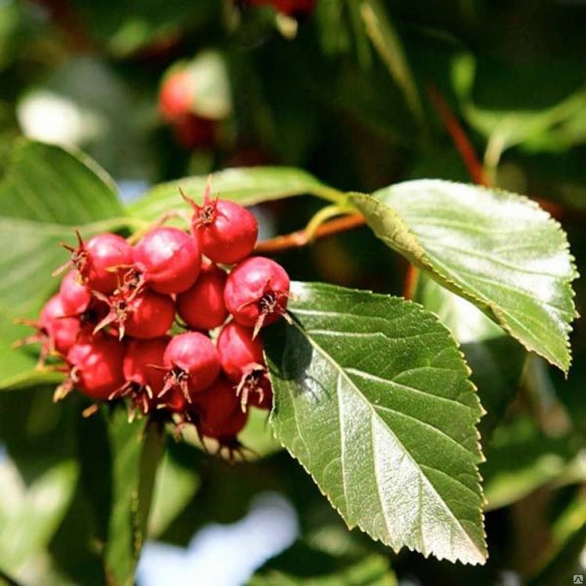 Превью изображения