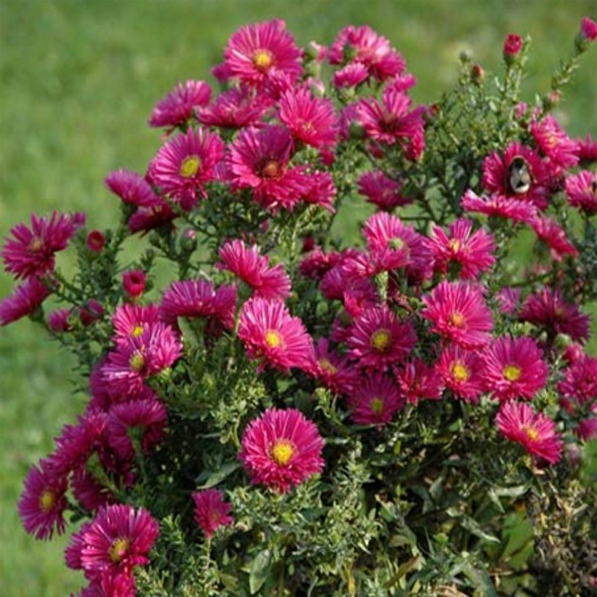 Превью изображения