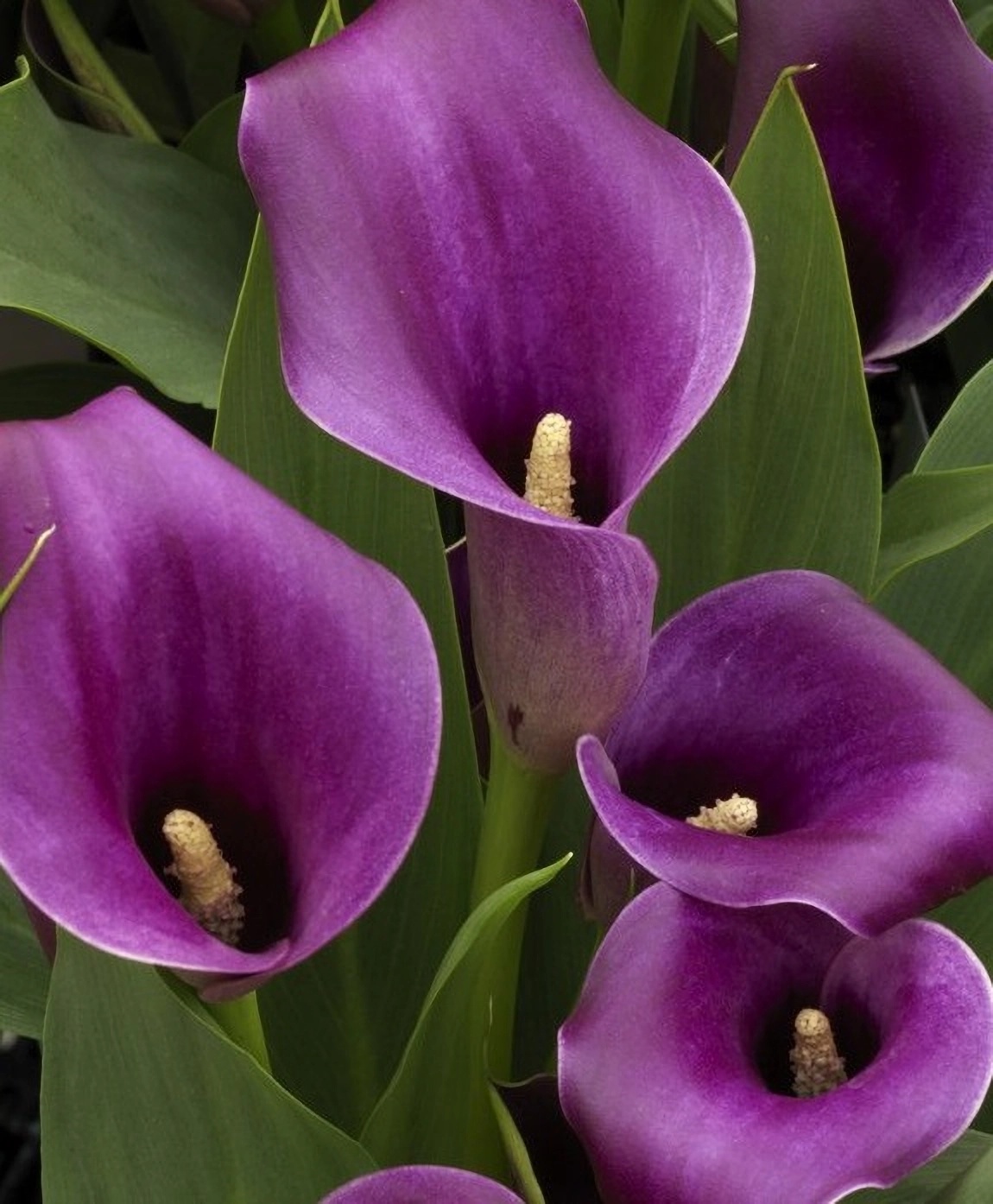 Превью изображения