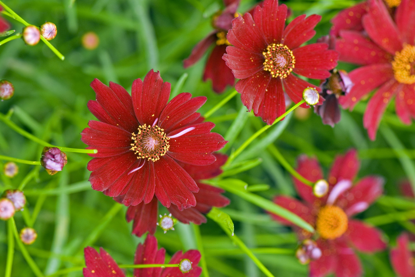 Превью изображения