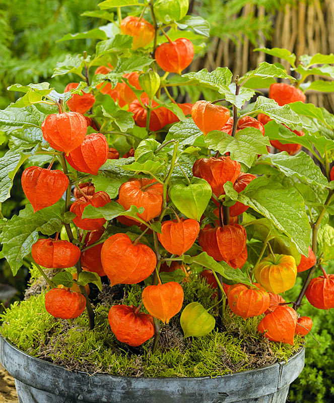 Превью изображения