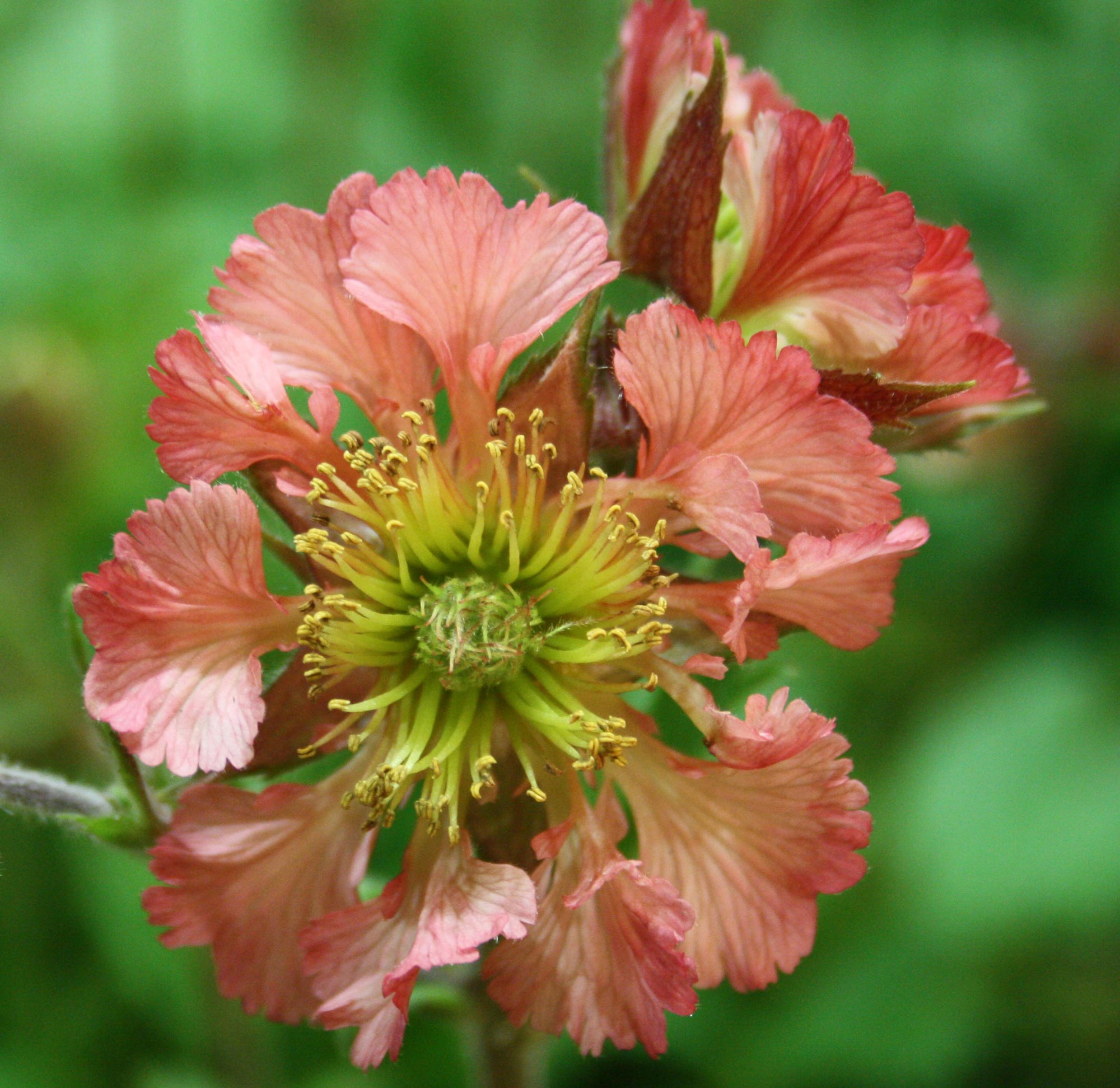 Превью изображения