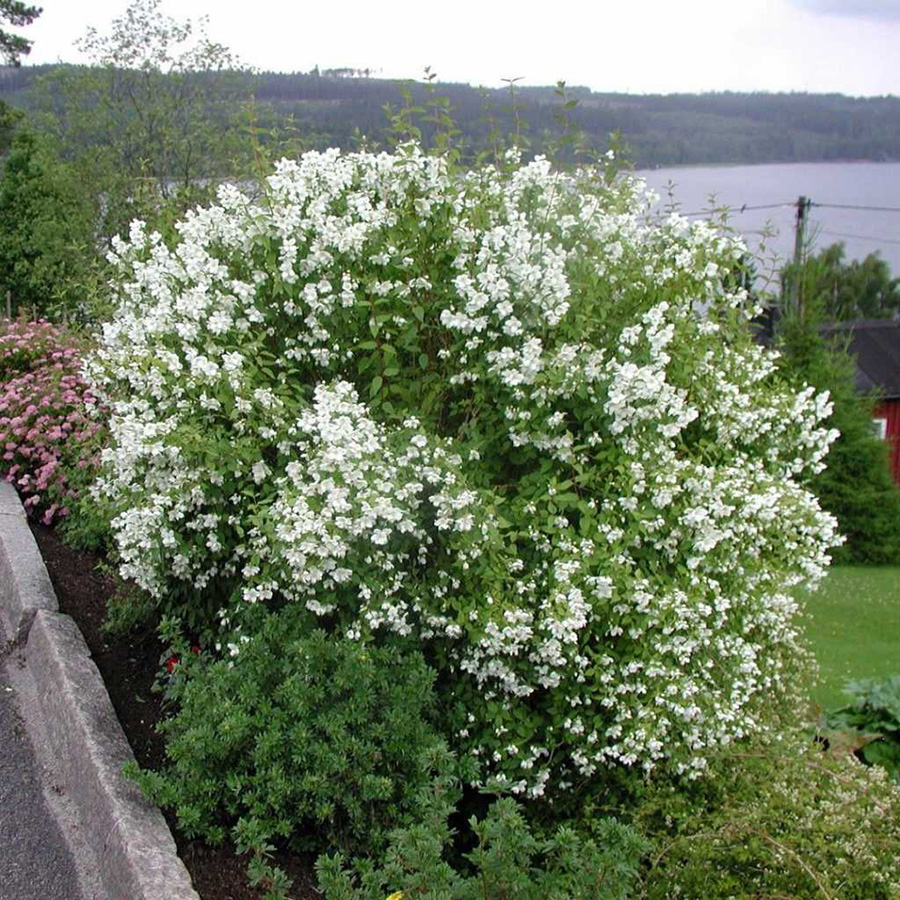 Превью изображения