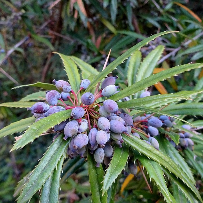 Превью изображения