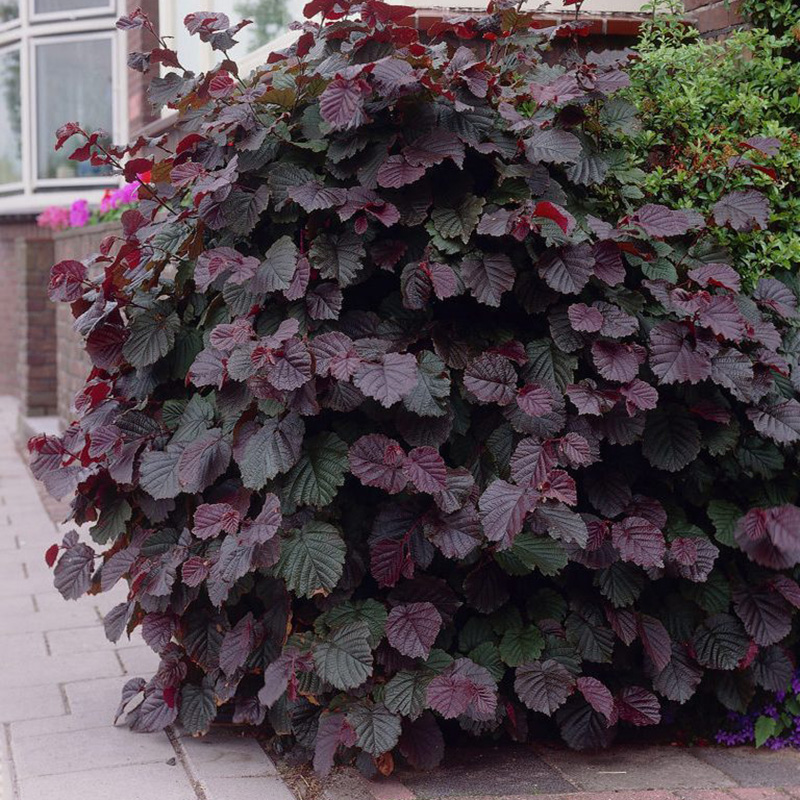 Превью изображения