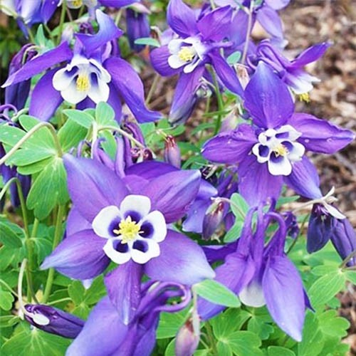 Превью изображения