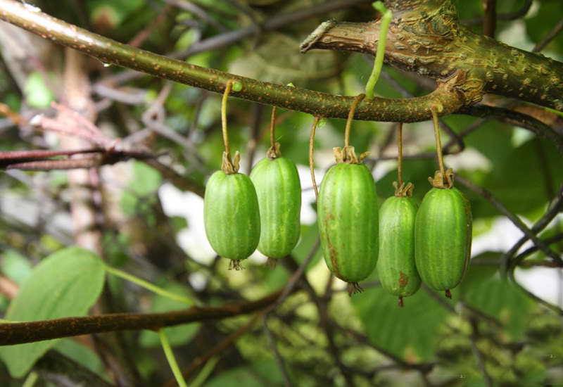 Превью изображения