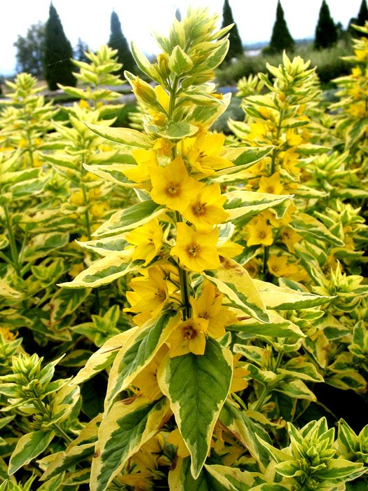 Превью изображения