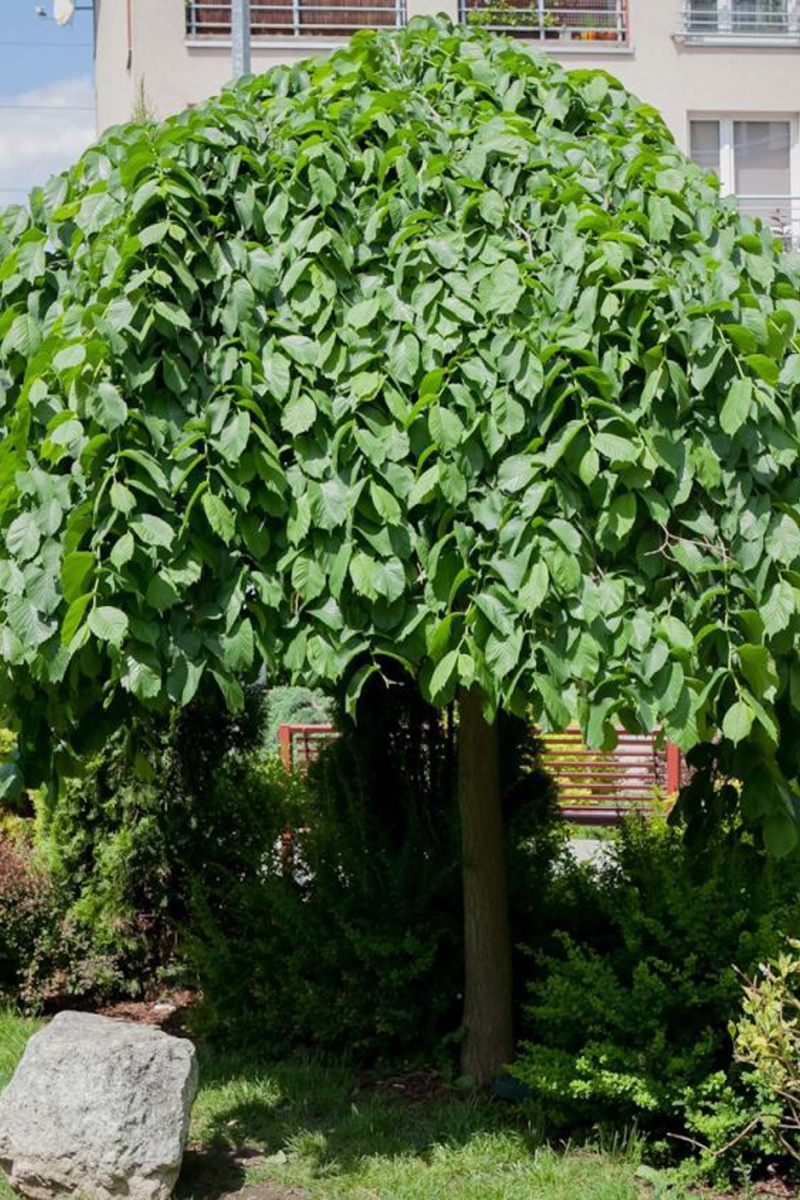 Превью изображения