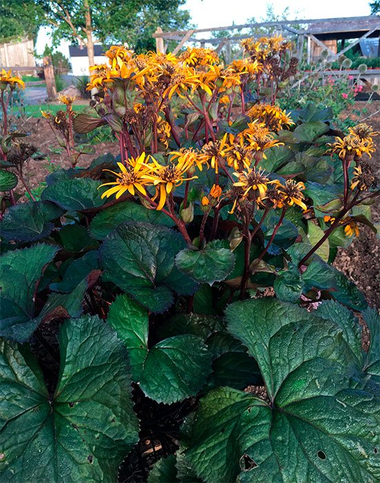 Превью изображения