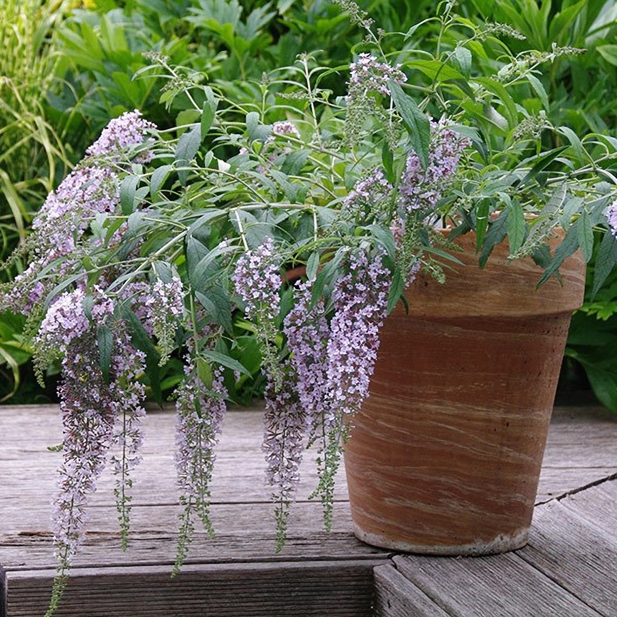 Превью изображения