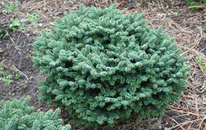 Превью изображения