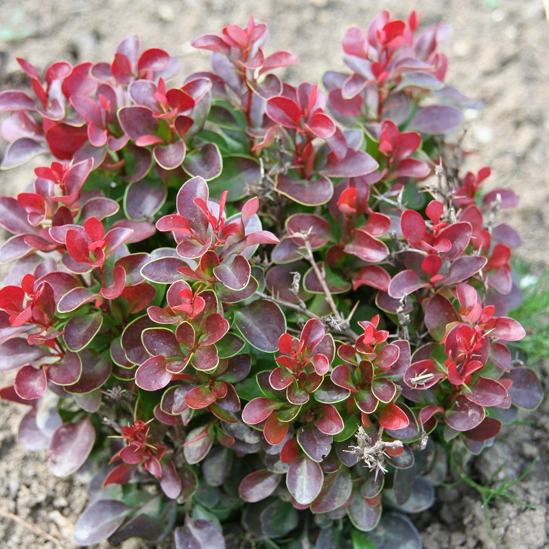 Превью изображения